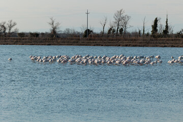 stormo di fenicotteri fermi nell'acqua bassa all'interno di una laguna tranquilla, di giorno, in autunno