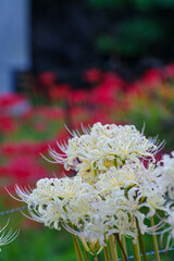 群生する彼岸花