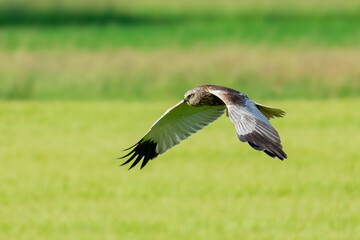 Greifvogel auf der Jagd
