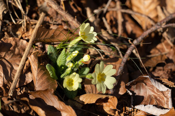 vista macro di un gruppo di fiori di primula comune di colore giallo in un ambiente naturale di campagna in primavera