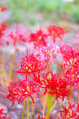 群生する彼岸花