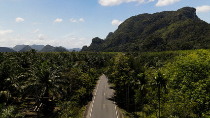 Rainforest from drone
