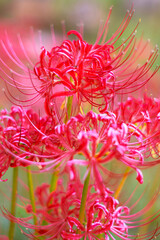 群生する彼岸花