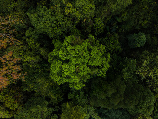 Rainforest from drone