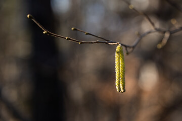 vista macro delle infiorescenze gialle di un albero di nocciolo su sfondo sfuocato ed astratto