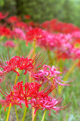 群生する彼岸花