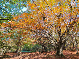 Fototapeta premium Secular beech lit by the sun's rays in full autumn foliage, ancient tree in the autumn period in full foliage