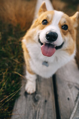 Happy corgi exploring a wooden pathway through grass during a sunny day in the park