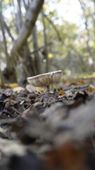 growing white oyster mushrooms in the greenhouse, cultivation, mushrooms growth , close up