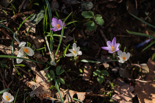 vista macro di un gruppo di crocchi bianchi e viola in un ambiente naturale di campagna, nell'Italia nord orientale, di mattina, a inizio primavera