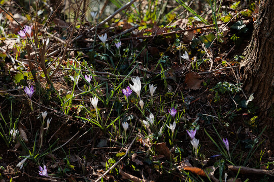 vista macro di un gruppo di crocchi bianchi e viola in un ambiente naturale di campagna, nell'Italia nord orientale, di mattina, a inizio primavera