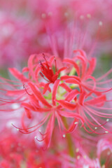 群生する彼岸花