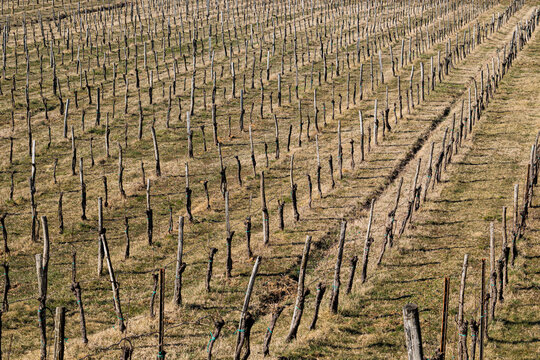 dettagli di un vigneto spoglio in un ambiente di campagna, con erba secca a inizio primavera, di giorno