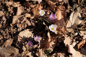 vista macro di un piccolo gruppo di crocchi viola e bianchi in un ambiente naturale di campagna, in mezzo ad un tappeto di foglie secche, nell'Italia nord orientale, di mattina, a inizio primavera