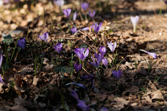 vista macro di un folto gruppo di crocchi viola in un ambiente naturale di campagna, nell'Italia nord orientale, di mattina, a inizio primavera