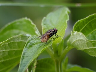 house fly on a leaf with a blurred background