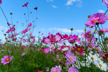 Cosmos Flowers Blooming Under Clear Sky