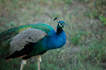 Fototapeta premium ritratto dettagliato di un bellissimo esemplare maschio di pavone, dal piumaggio blu e verde smeraldo mentre si sposta lentamente in un giardino, all'aperto