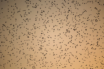 vista dettagliata delle sagome nere di tantissimi uccelli in un grande stormo mentre volano nel cielo arancione, al tramonto