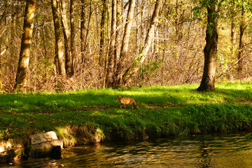 ein Fuchs läuft am Ufer der Fließe im Spreewald entlang 