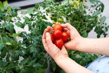 Hands with tomatoes. Seedlings  for growing on window. Harvest on greenhouse. Close up