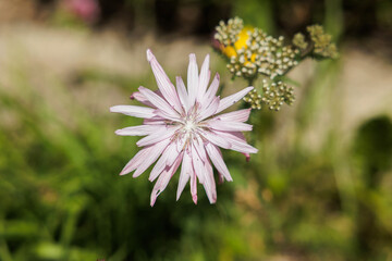 vista macro frontale di un fiore dai petali rosa chiaro, illuminato dal sole, in un ambiente...