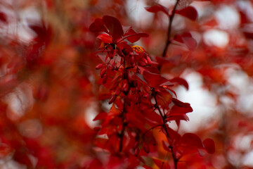 red maple leaves