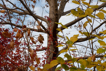 autumn tree 