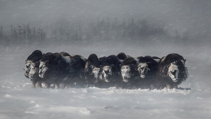 Musk oxen standing in the snow during a blizzard in winter. Group of musk oxen (Ovibos moschatus)...