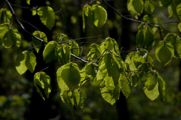 Bl&auml;tter im Wald