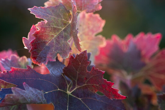 A striking display of deep red leaves captures the rich essence of autumn in a vineyard, with textures and subtle color gradients evoking warmth and natural beauty in La Rioja Spain