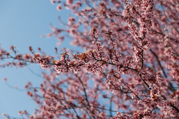 rami di un albero, pieno di fiori rosa e magenta con cielo azzurro e sereno sullo sfondo