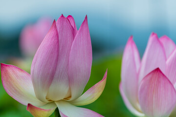 Pink Lotus Flower in Bloom