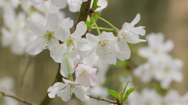 Semi close-up of Amelanchier lamarckii flowers blooming in early spring, moved slightly by a breeze in the forest. Steady shot.
