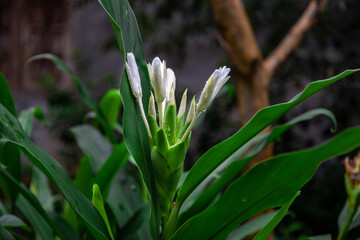 The fragrant white flower of (Hedychium coronarium)