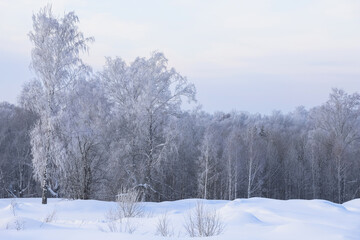 Snowy frosty forest. Beautiful view of snowy trees. Cold winter day