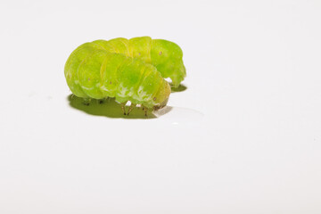 vista macro di un bruco verde, ritratto lateralmente e dal basso, su sfondo bianco