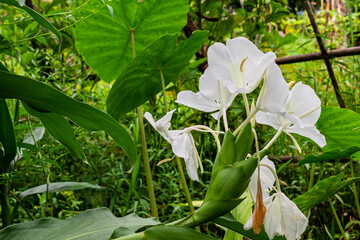 The fragrant white flower of (Hedychium coronarium)