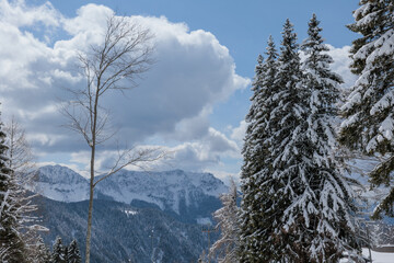 catena montuosa nelle Alpi Italiane vista di mattina, da lontano da dietro alcuni abeti in un bosco...