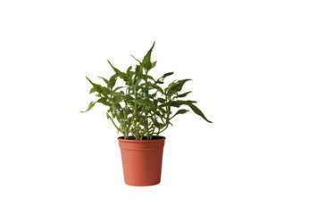 Obraz premium Chili plant png