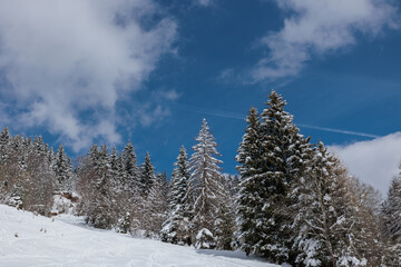 panoramica sul cielo azzurro e parzialmente nuvoloso ed un bosco di abeti coperto dalla neve, in montagna, nell'Italia nord-orientale, di giorno, in inverno