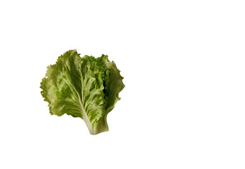lettuce