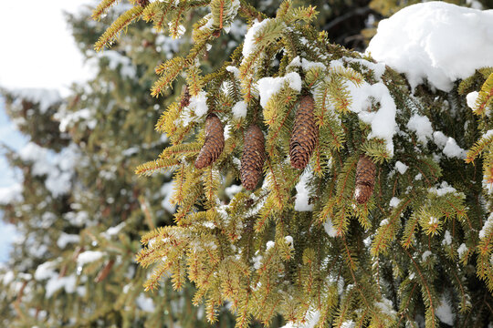 pigne e rami con aghi verdi di un albero di abete rosso, parzialmente coperti dalla neve, in un bosco di montagna, in inverno