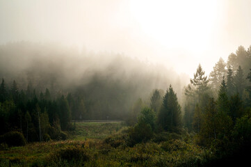 Mystical fog in the forest at dawn