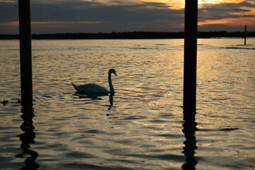 cigno in controluce mentre nuota lentamente nella laguna tranquilla al tramonto