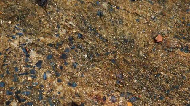 Blackchin tilapia fish in clear flowing water, Alien species of fish in Thailand