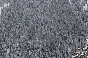 dettagli di una vasta foresta di conifere, lungo il pendio di una montagna, ghiacciata e coperta dalla neve, in inverno