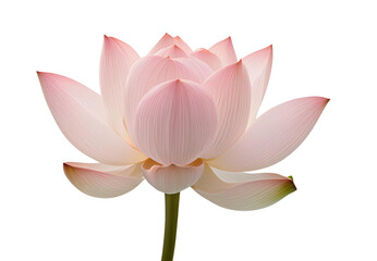 Pink lotus png