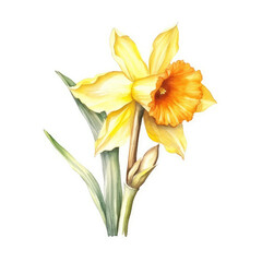 Obraz premium watercolor bouquet of yellow daffodils isolated on a white background.