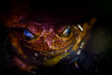 frog red portrait in terrarium